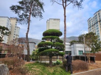 포레조경나무병원