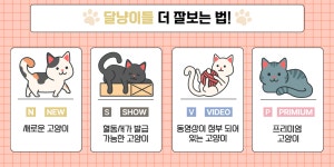 고양이분양 전문 달루나캣츠