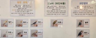 미어캣인더시티