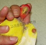 고려종합동물병원