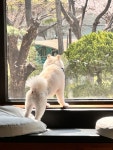 댕카페&애견유치원&애견미용 시흥은행점