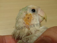 고려종합동물병원