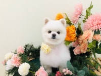 룰루랄라