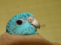 고려종합동물병원