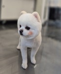 그루밍 하니