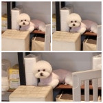 올댓독애견미용실