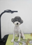 토리멍