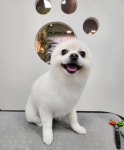 구름펫살롱
