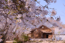 구하숲