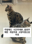 모여봐요고양이카페