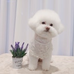 까까뿌숑