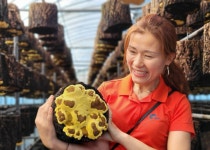 고령대가야도담상황버섯