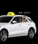 데려다줄개펫택시