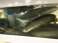 당감장수유황생오리