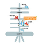 삼덕재가노인돌봄센터