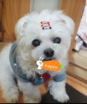 지니펫살롱