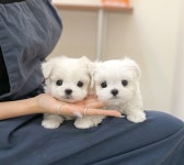 미유펫 강아지고양이 구미점