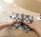 미유펫 강아지고양이 구미점