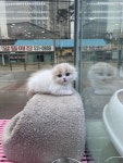 이츠펫 온양점