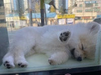 이츠펫 온양점