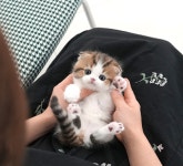 미유펫 강아지고양이 구미점