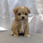 버디독 강아지분양 고양이분양 안심분양센터 부천점