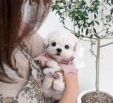 미유펫 강아지고양이 구미점