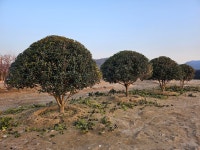바른조경
