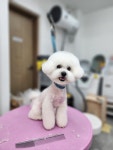 바나고펫살롱 애견미용실 애견호텔 애견놀이방 바나고펫