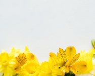 금보농원