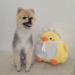 몽몽솔솔