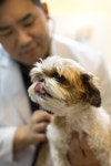 메디펫동물병원