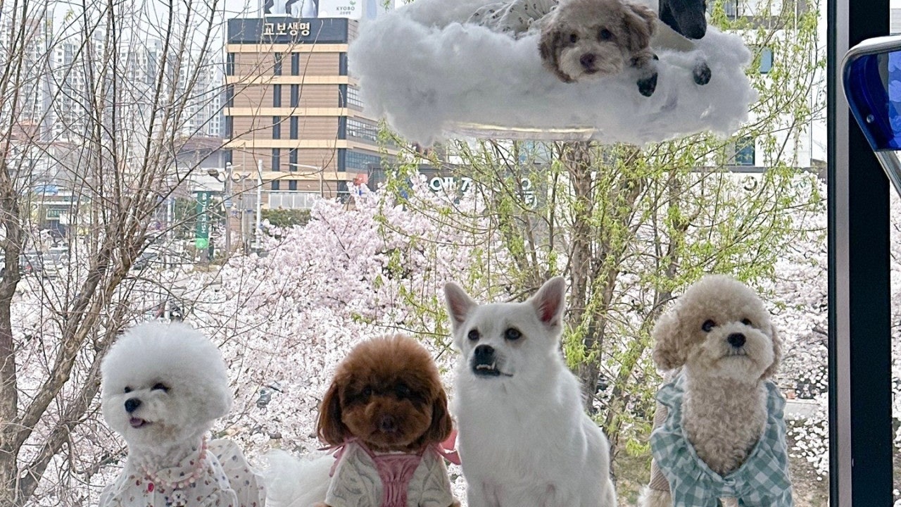 보스멍 애견카페