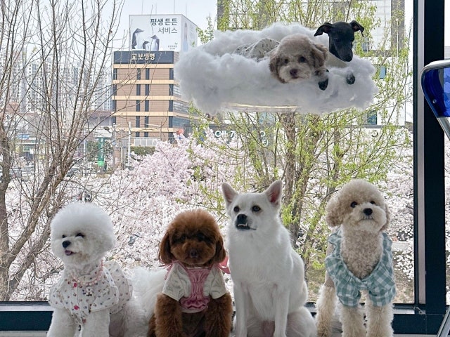 보스멍 애견카페