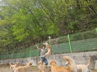 도기하우스 애견 유치원 호텔 울산 대형견