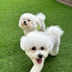 애견유치원&놀이방 미뇽