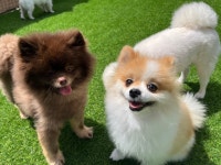 애견유치원&놀이방 미뇽