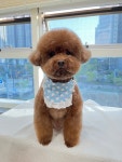 복실이네 애견미용실