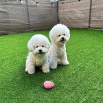 애견유치원&놀이방 미뇽