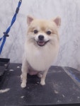 뽀삐애견샵