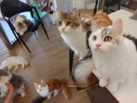 묘랑 고양이 카페