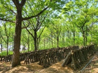 황학산비채숲펜션