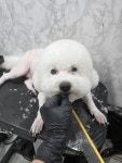 뽀삐애견샵