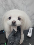 뽀삐애견샵