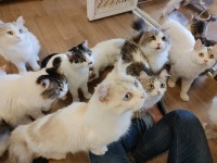 묘랑 고양이 카페