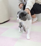 두부두부 캣묭실