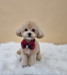 하이몽애견미용실