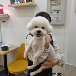 하이몽애견미용실