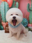 삐삐펫살롱