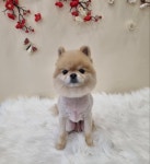 하이몽애견미용실